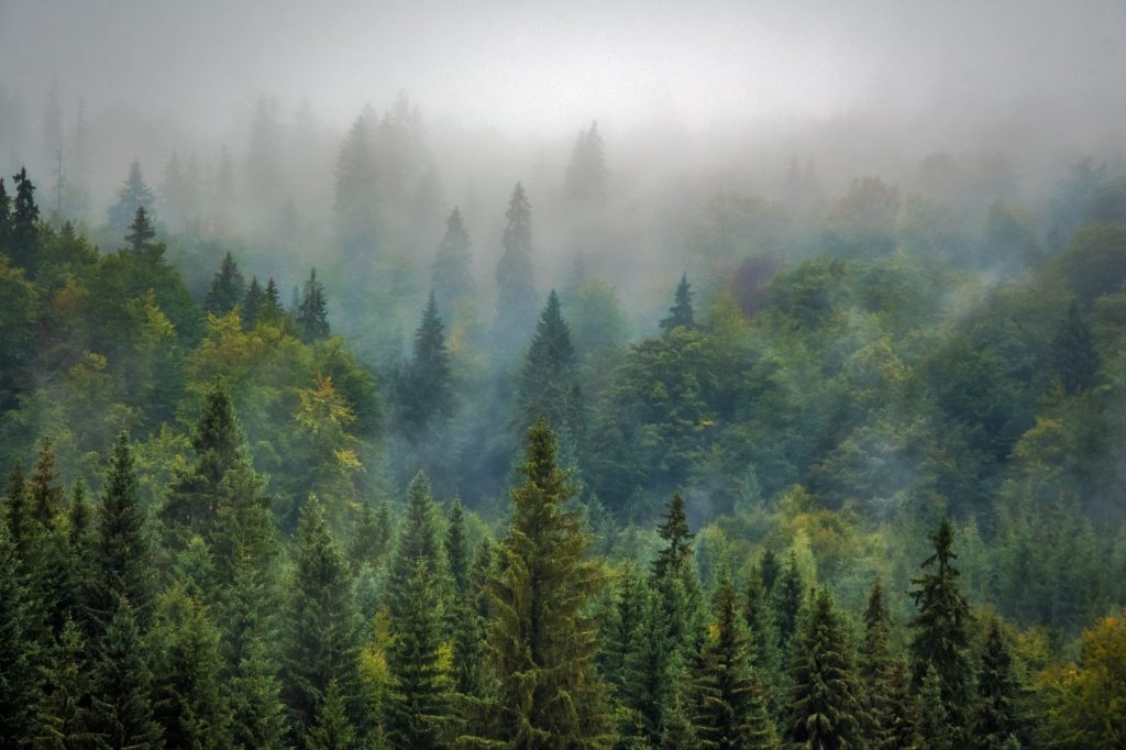 Gemengd bos in de ochtendmist (sfeerbeeld ter illustratie, niet onze eigen plantage).