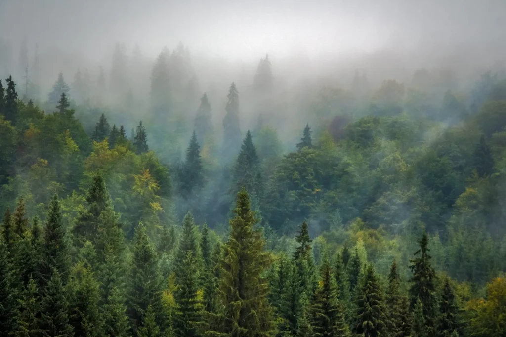 Gemengd bos in de ochtendmist (sfeerbeeld ter illustratie, niet onze eigen plantage).