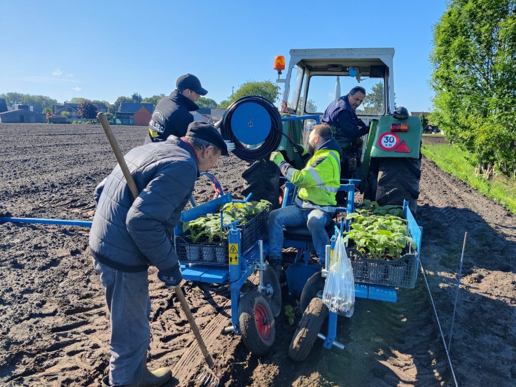 Samen de jonge Paulownia's planten met de plantmachine op een zonnige dag, mei 2026.
