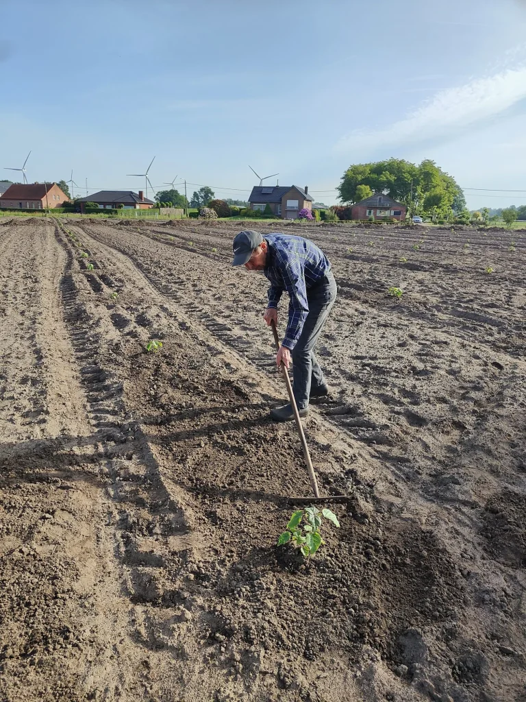 Aanplant van jonge Paulownia's op de Kempense zandgrond, met windmolens aan de horizon.