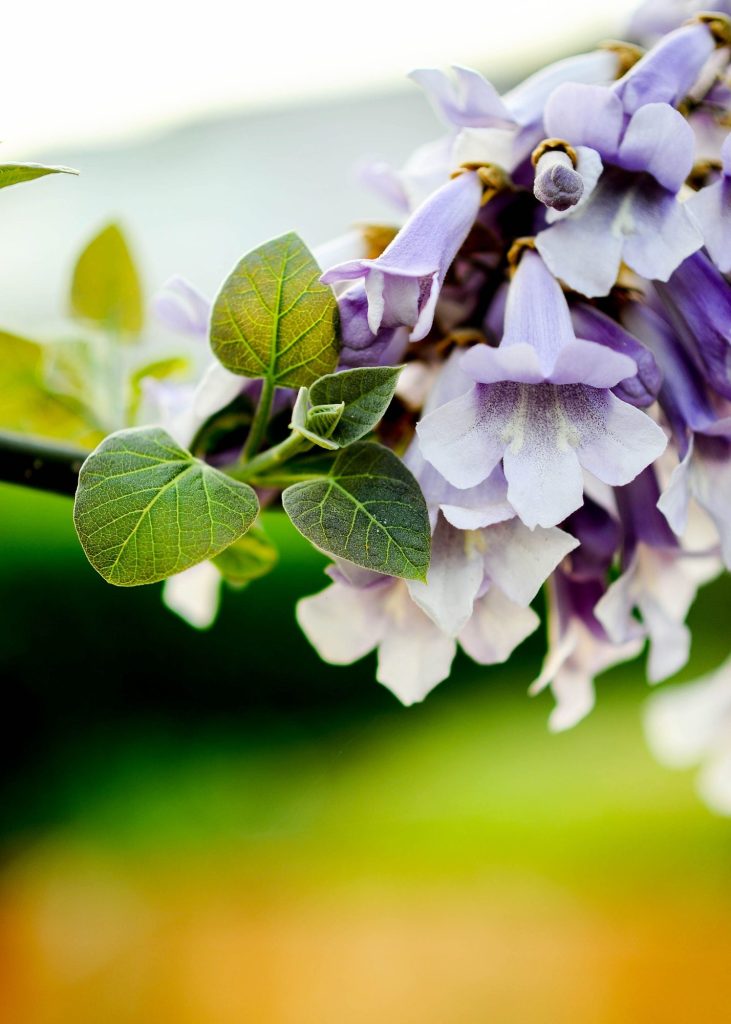 Violette klokvormige bloemen van de Paulownia, in close-up (ter illustratie).