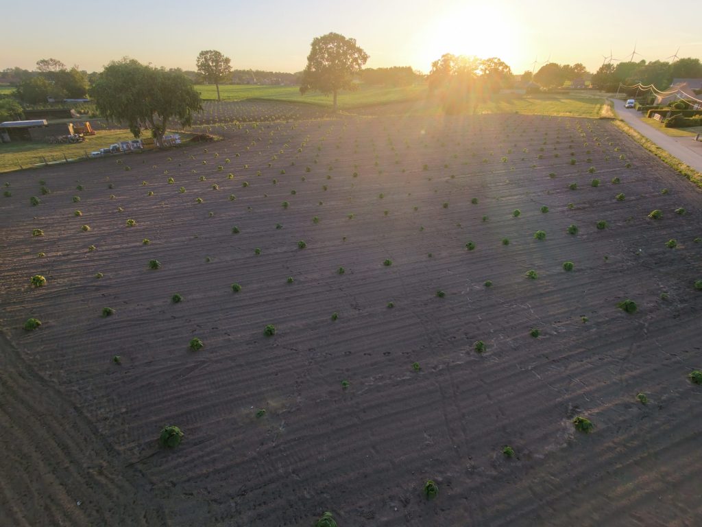 De Paulownia-aanplant in het gouden avondlicht bij zonsondergang, met windmolens aan de horizon.