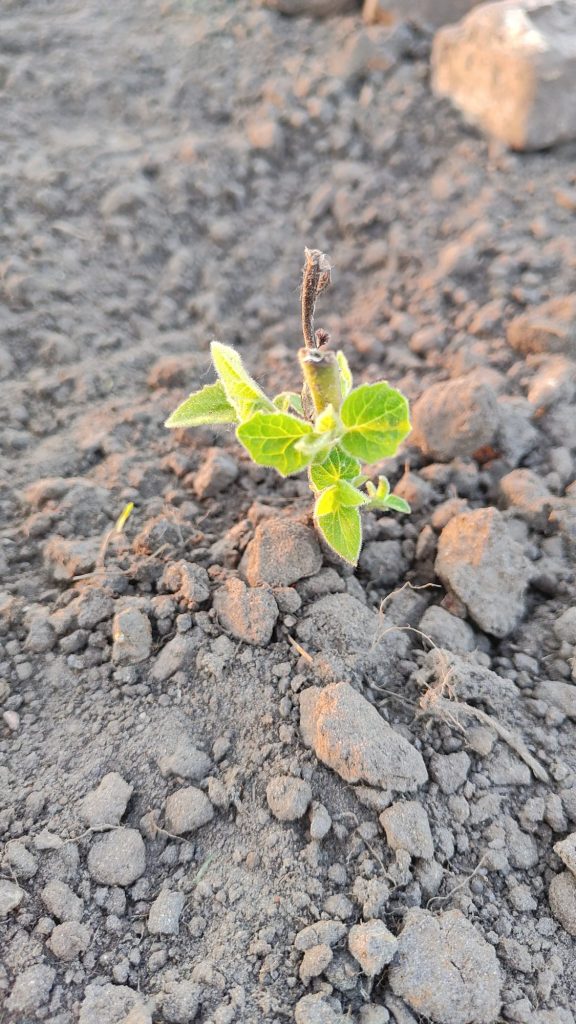 Een jonge Paulownia-scheut die opnieuw uitloopt op de zandgrond te Retie.
