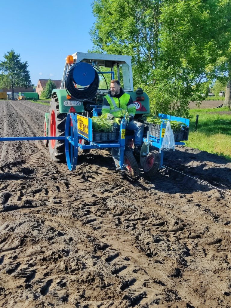 Het aanplanten van de Paulownia's met de plantmachine, mei 2026.