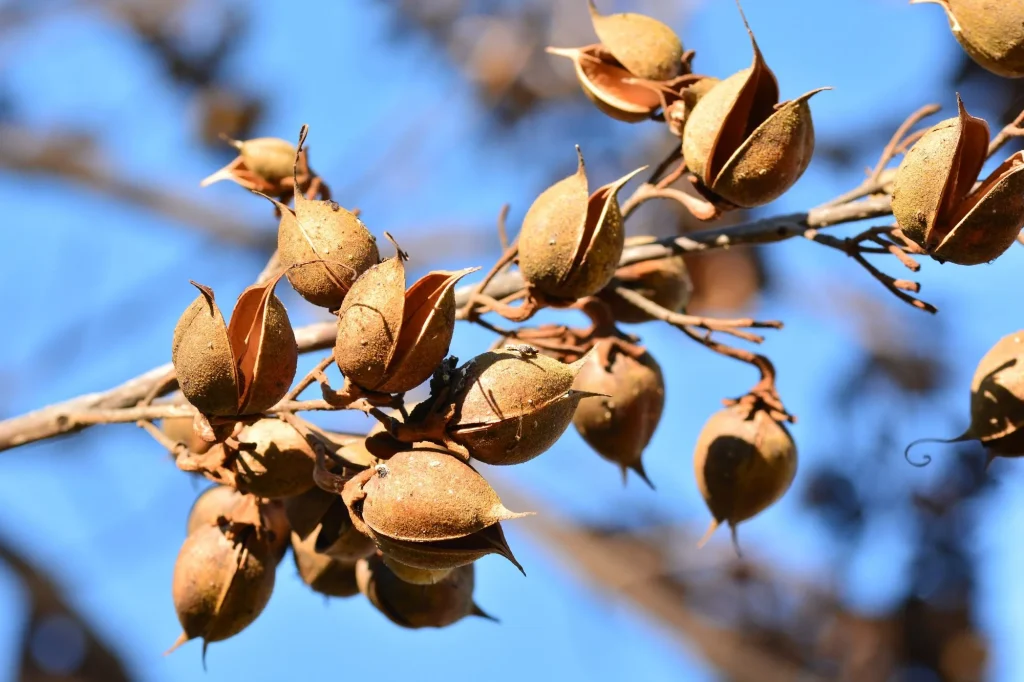 Zaaddozen van een wilde Paulownia in detail (ter illustratie).