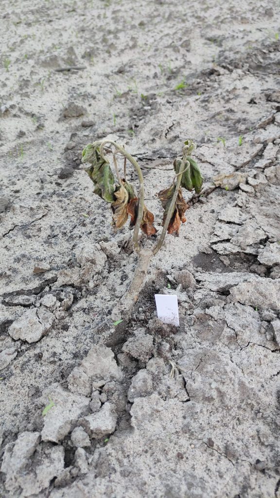 Een jonge Paulownia die wegkwijnt met verwelkende bladeren op de zandgrond, een teken van wortelrot bij te natte voeten.