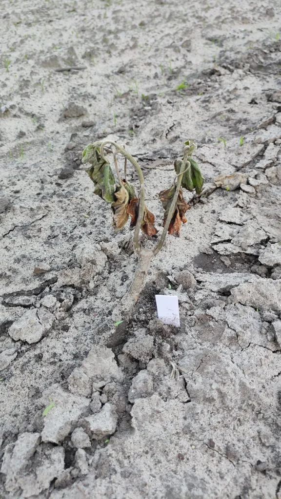 Een jonge Paulownia die wegkwijnt met verwelkende bladeren op de zandgrond, een teken van wortelrot bij te natte voeten.