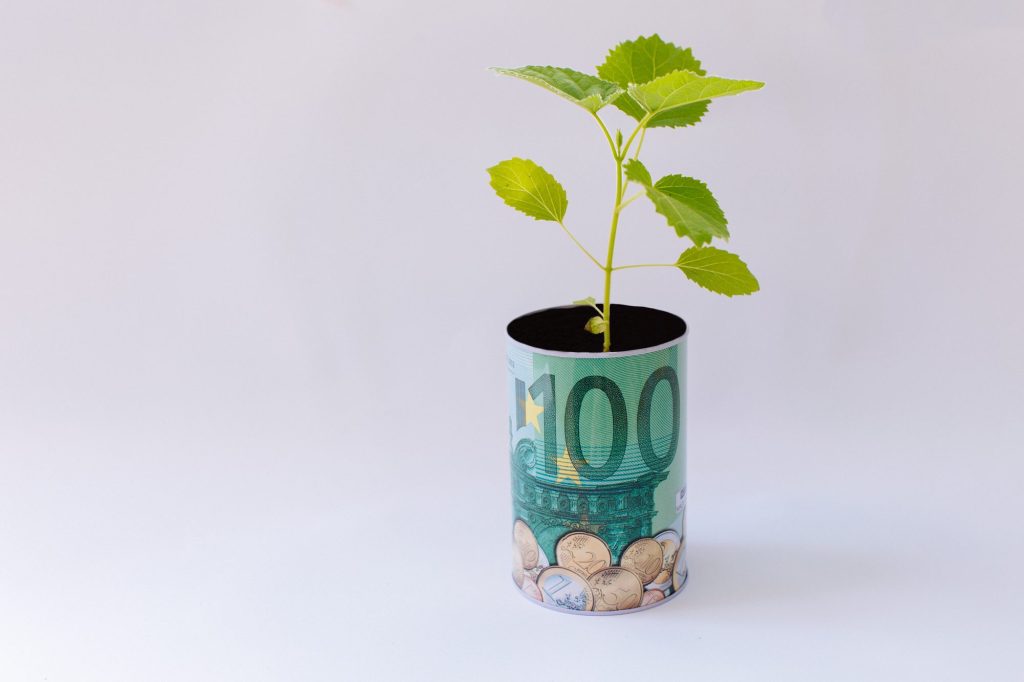 Een jonge Paulownia-zaailing in een potje met een biljet van honderd euro (ter illustratie van het verdienmodel).
